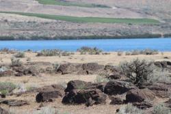 Rocks near the Columbia River at Six Mile Canyon